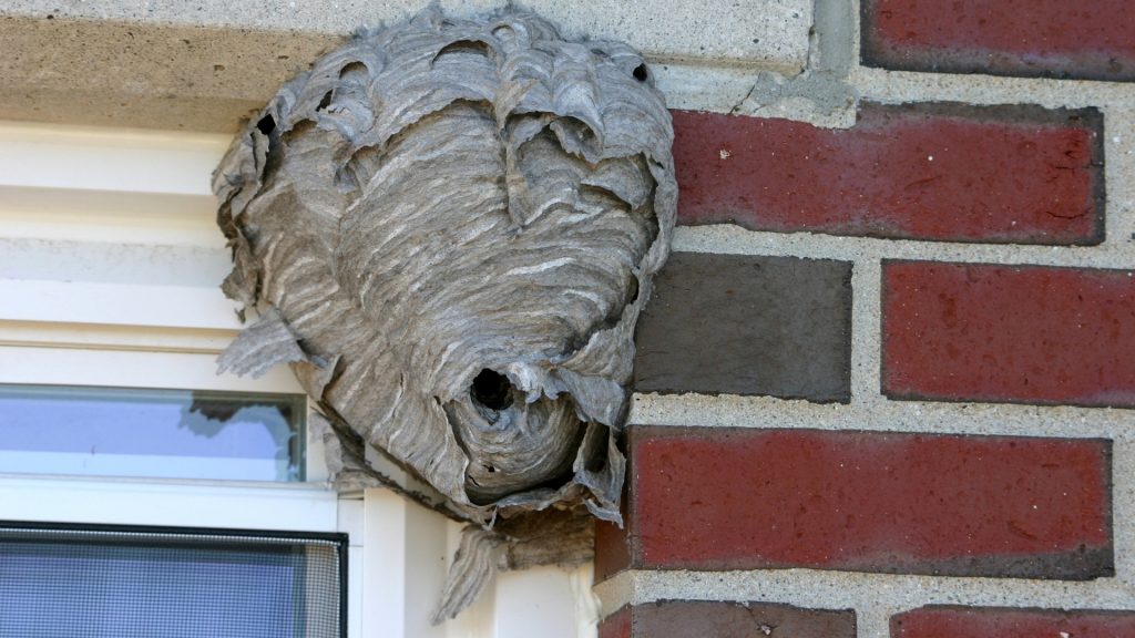 How-To-Get-Rid-of-Hornets-Nest-in-Window-1024x576.jpg