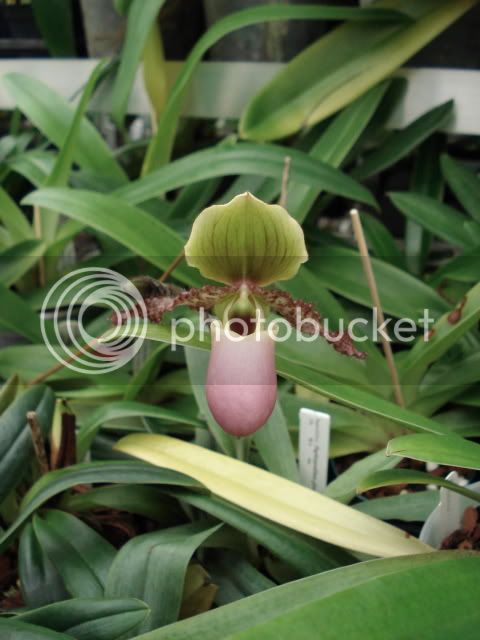 Paphglaucophyllum-2.jpg