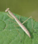 praying%20mantis%20ersp%20cole%20mill%2052905_small.JPG