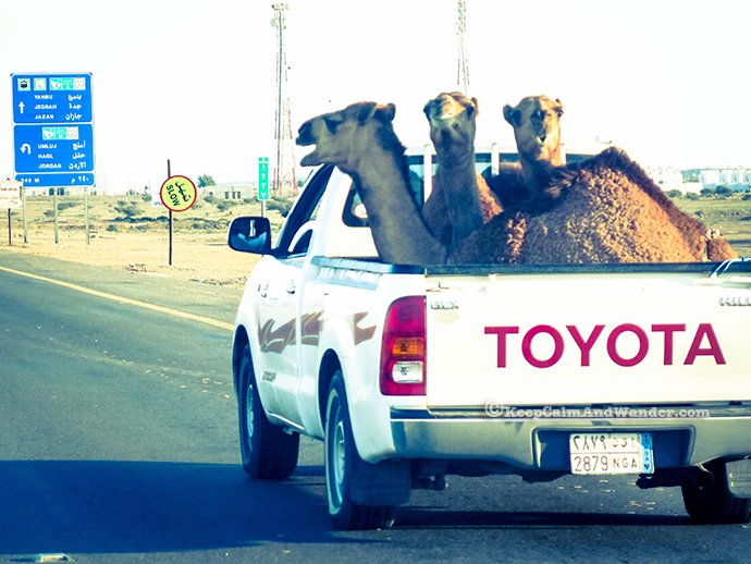 Camel-on-Toyota-1.jpg