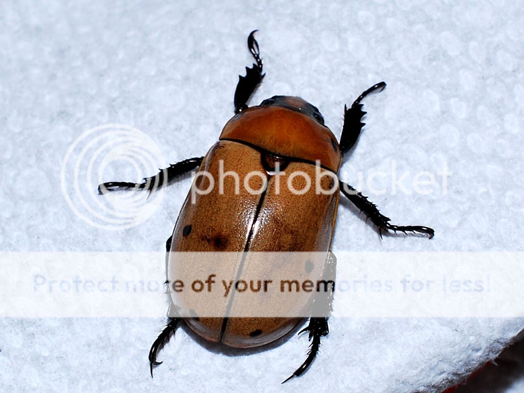 beetle2fullbof.jpg