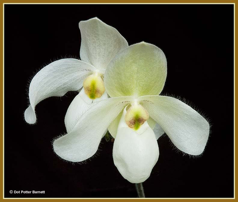 Paph_delenatiixPineGlow.jpg