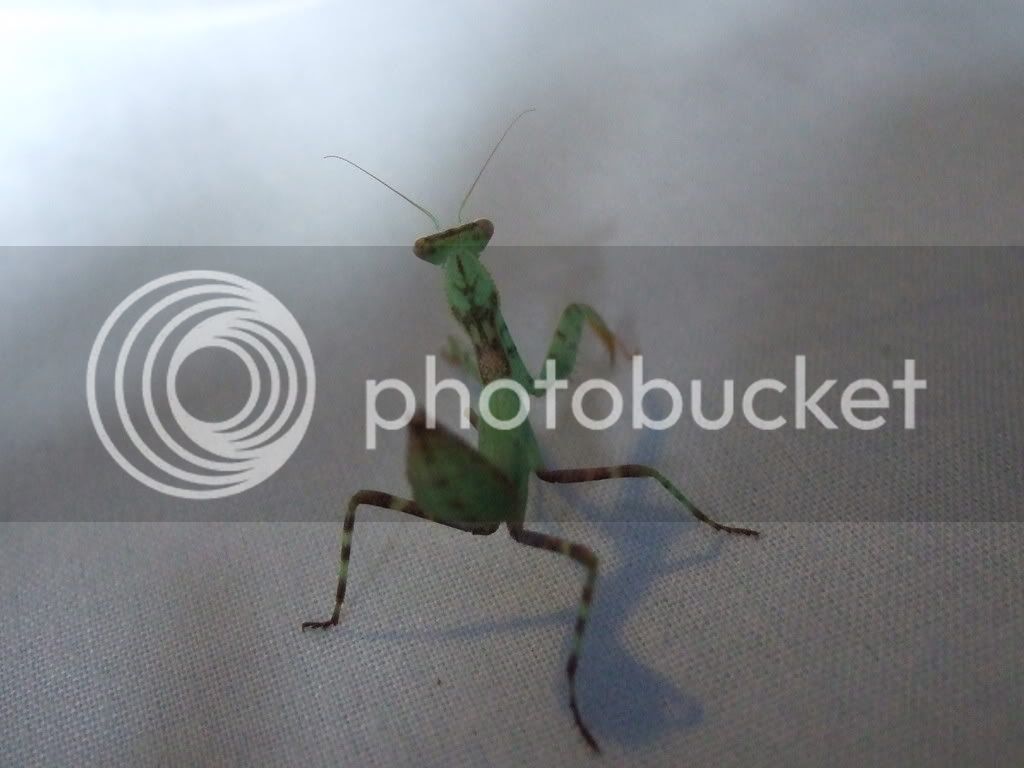 Mymantids013.jpg