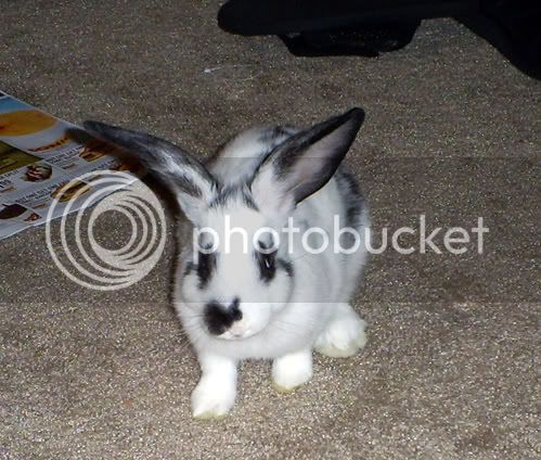 Bunny4-1.jpg