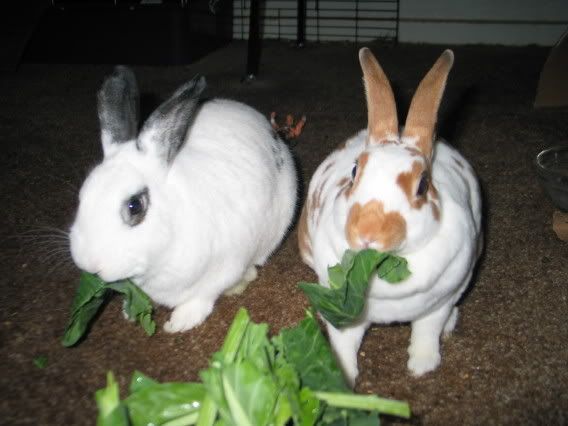 bunnies015.jpg