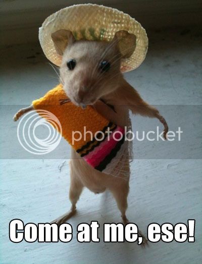 Funny-Mexican-rat-sombrero.jpg