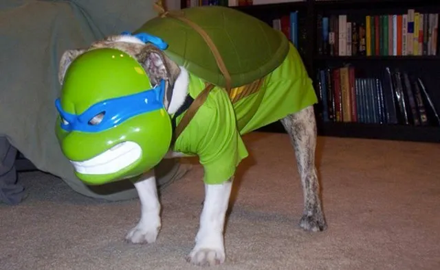 ninja-turtle-dog.jpg