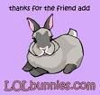 lolbunnies.jpg