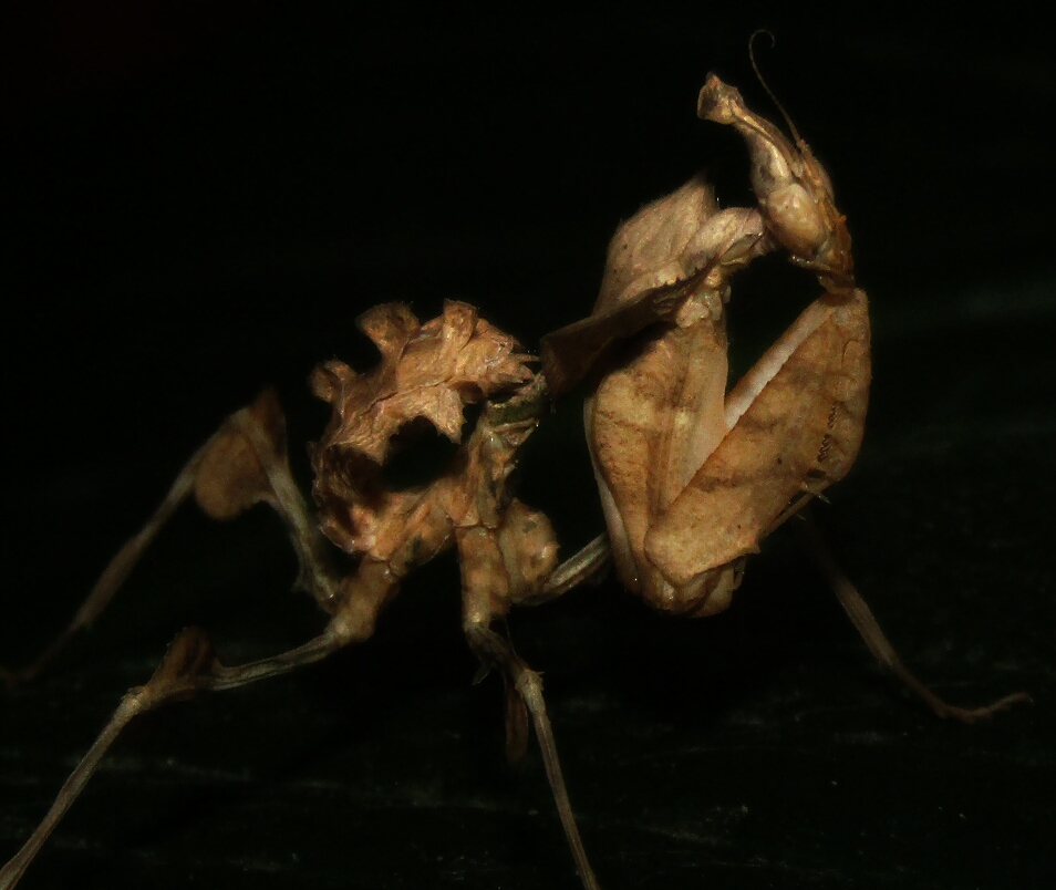 baline__l4__female__idolomantis_diabolica_by_alexandersmantids-d8ymtzv.jpg