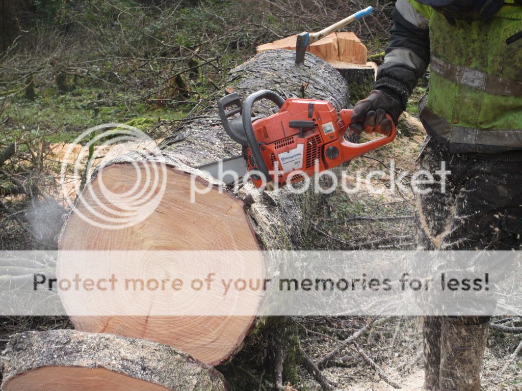 arboristwednsday009.jpg