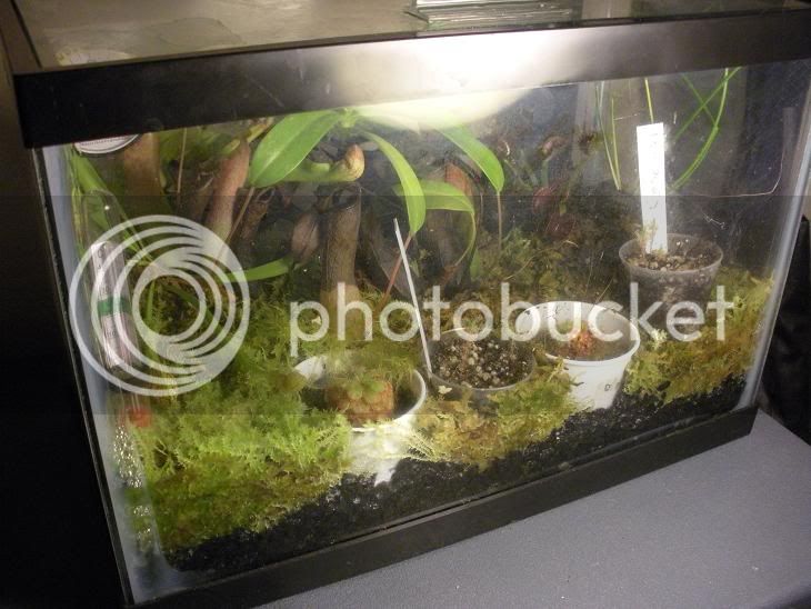 CPterrarium001.jpg