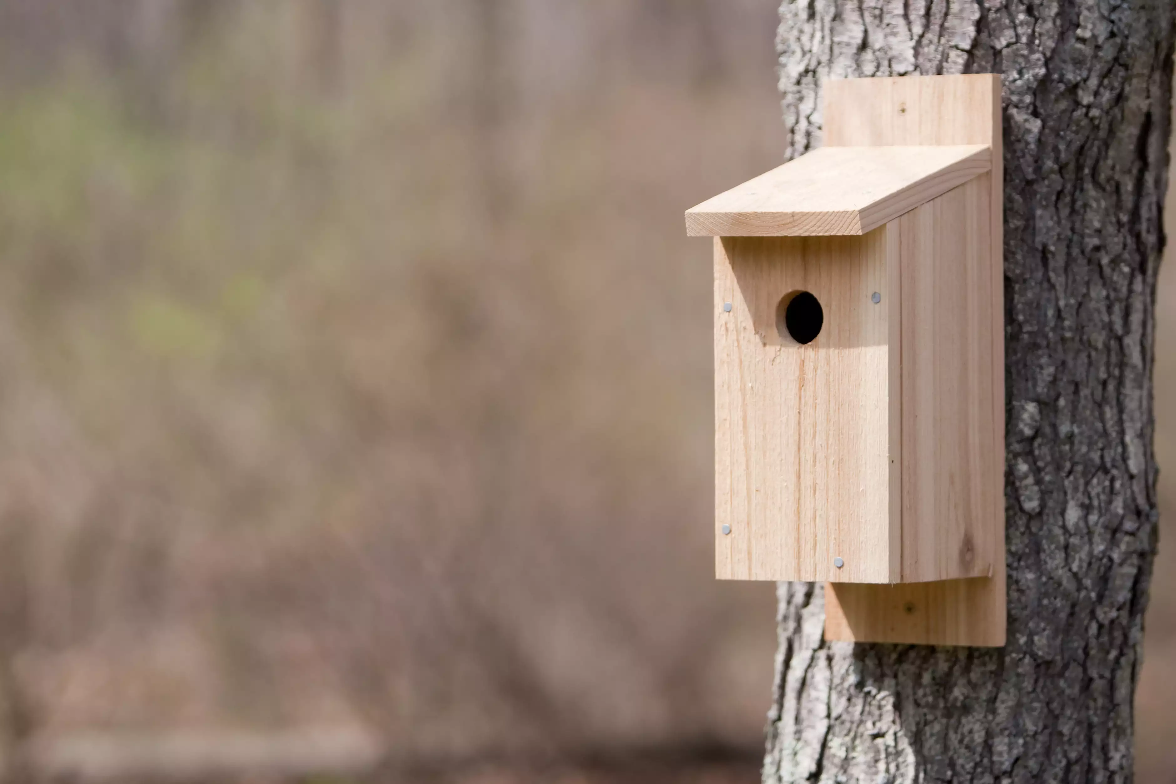 Bluebird nesting box