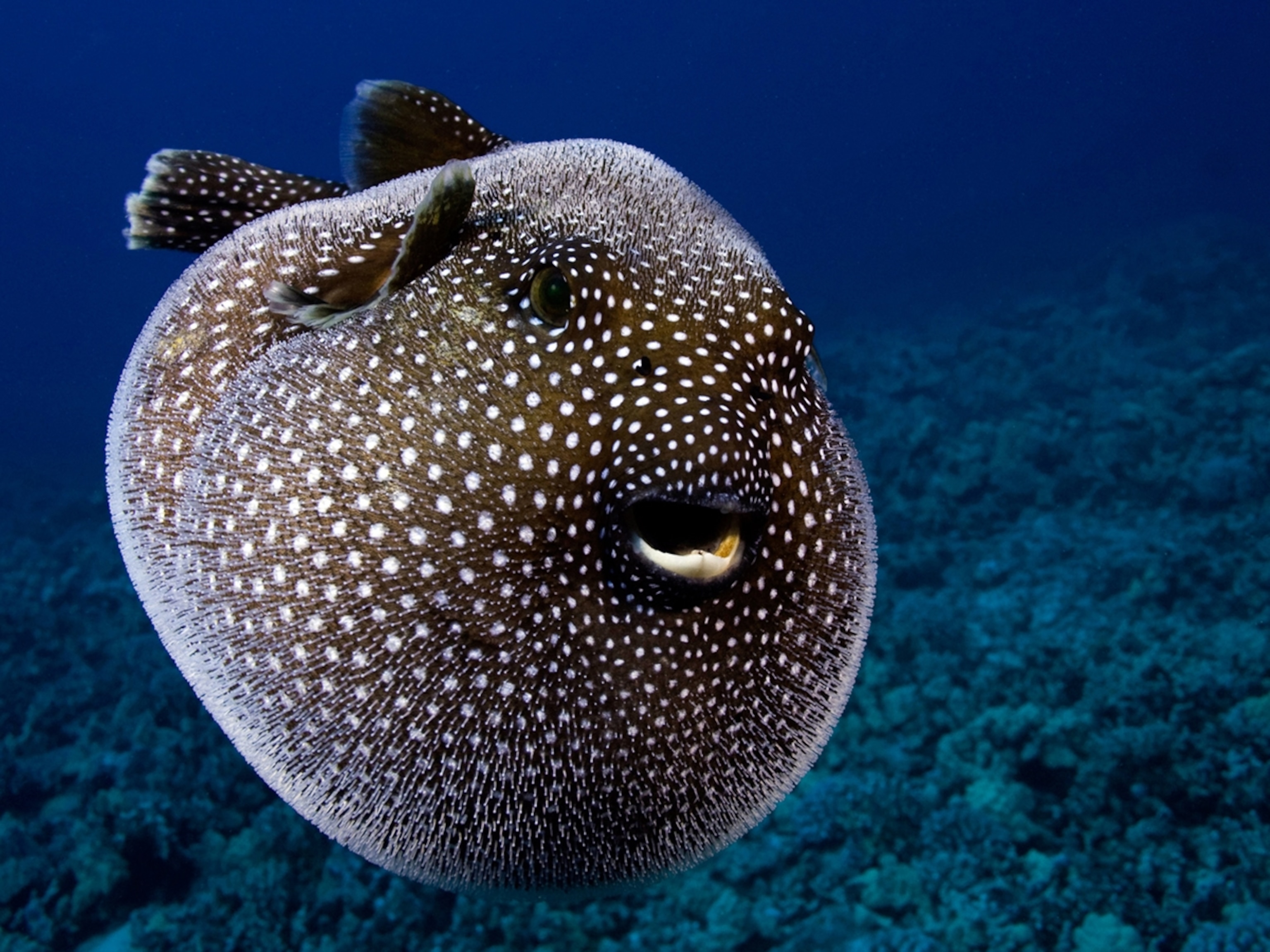 pufferfish-inflated-closeup_4x3.jpg