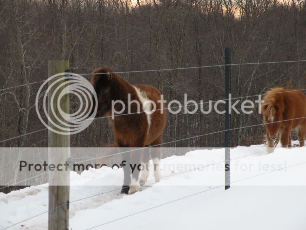 feb2010horses011.jpg