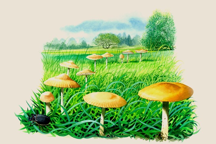 Fairy ring mushroom (Marasmius oreades)