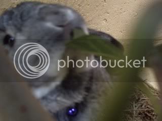 rabbitcam3.jpg