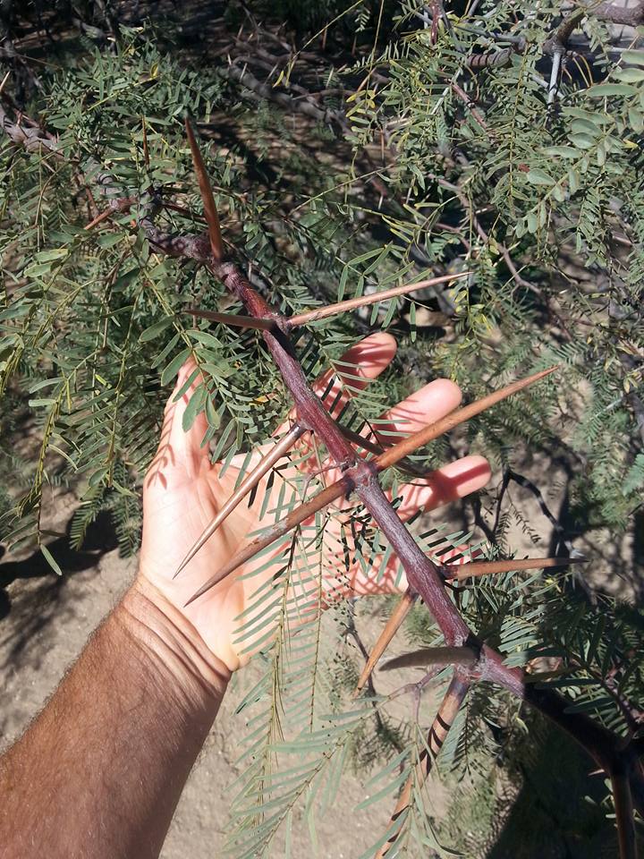 Thorns-of-a-Mesquite-Tree.jpg