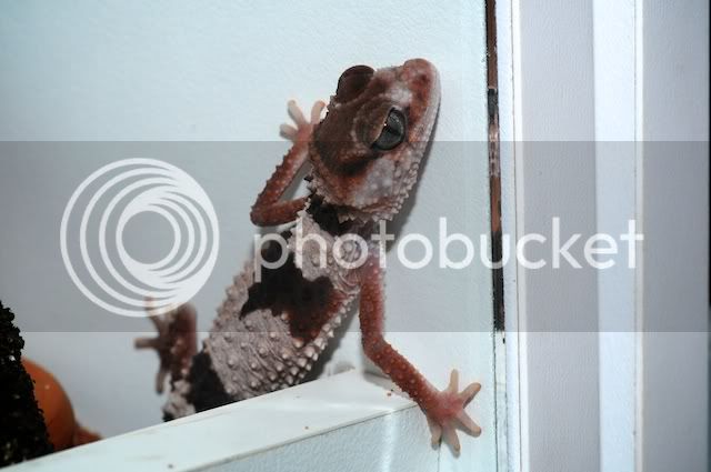 geckos013.jpg