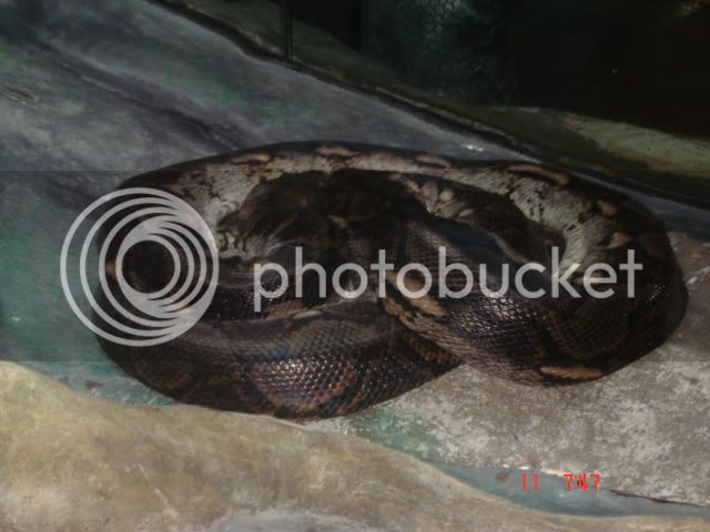 Male-reticulated-python-1.jpg