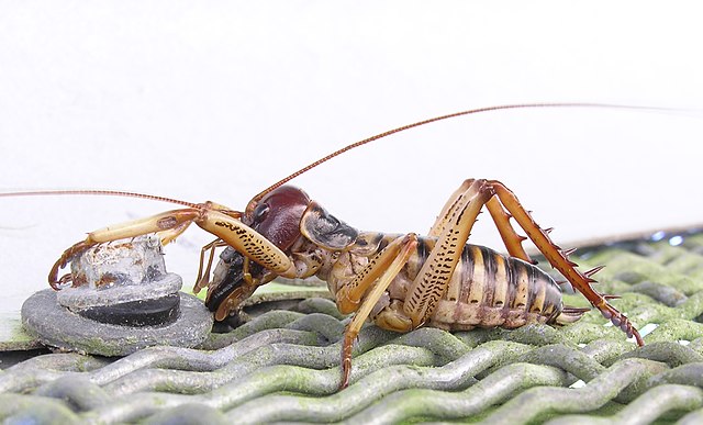 640px-Male_tree_weta-orig.jpg