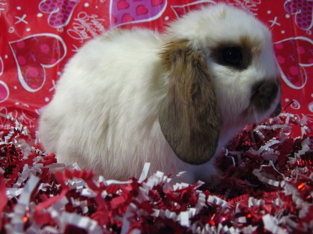 ValentineBunnies023.jpg