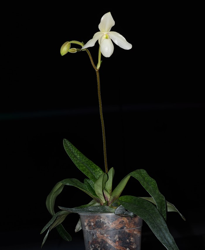 paph_deperle.jpg