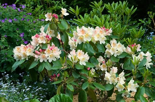 RhododendronCasanova3_web.jpg