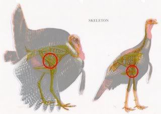 TurkeyDiagram.jpg