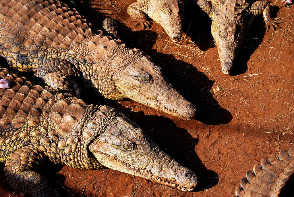 Crocodylus_crocs_by_satellitescars.jpg