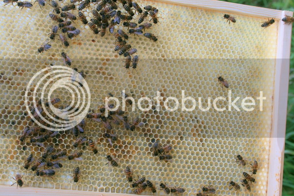 bees%20hanging%20basket%20002_zps878cxkw9.jpg