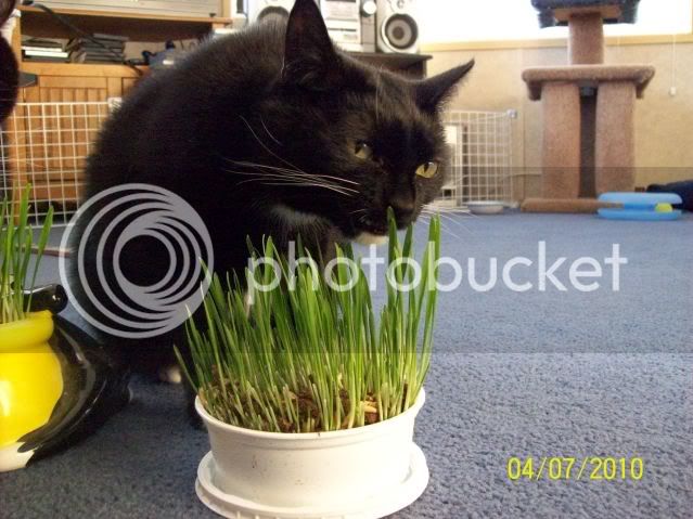 CatGrass005.jpg