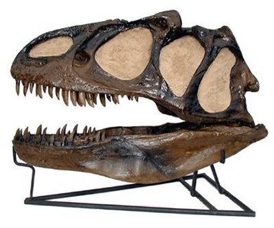 museallosaurus_skull.jpg