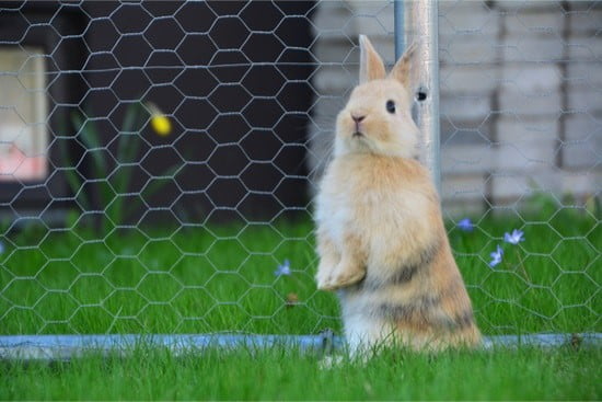 www.rabbitcaretips.com