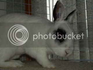 bunnysjune4050.jpg