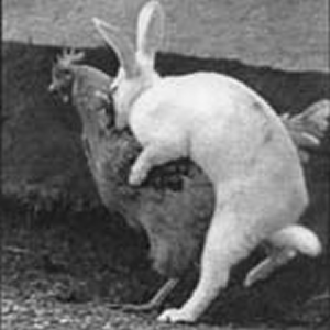chicken-rabbit-sex.png