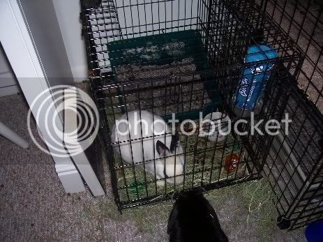 2Bunnies027.jpg