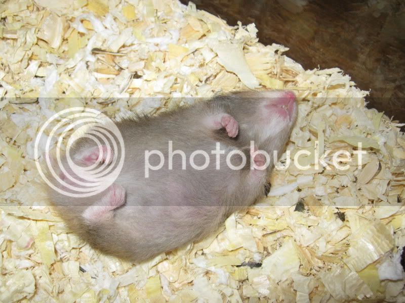 hamstersleeping.jpg