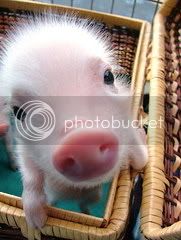 cutepig.jpg