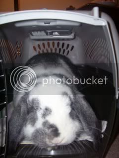 Bunnypictures-Leanne013.jpg