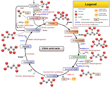 350px-Citric_acid_cycle_with_aconitate_2.svg.png