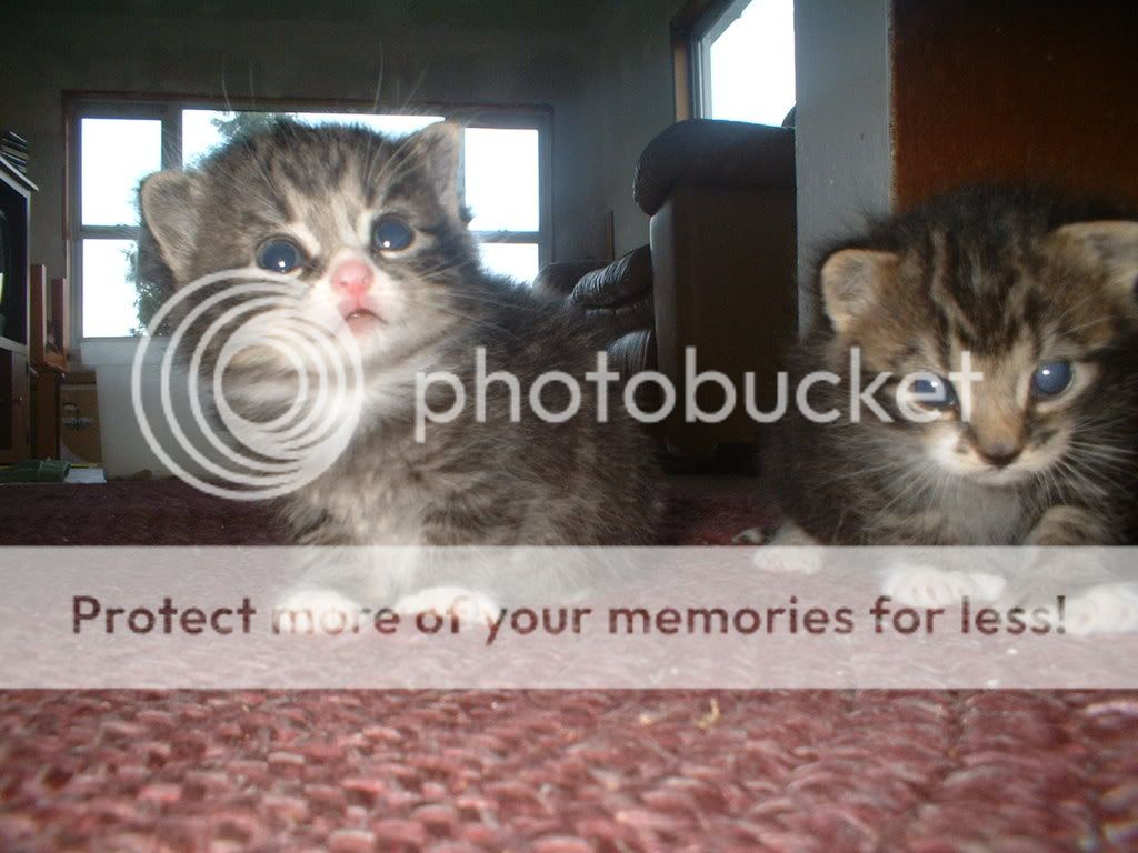 kittens-aug-2007-012.jpg