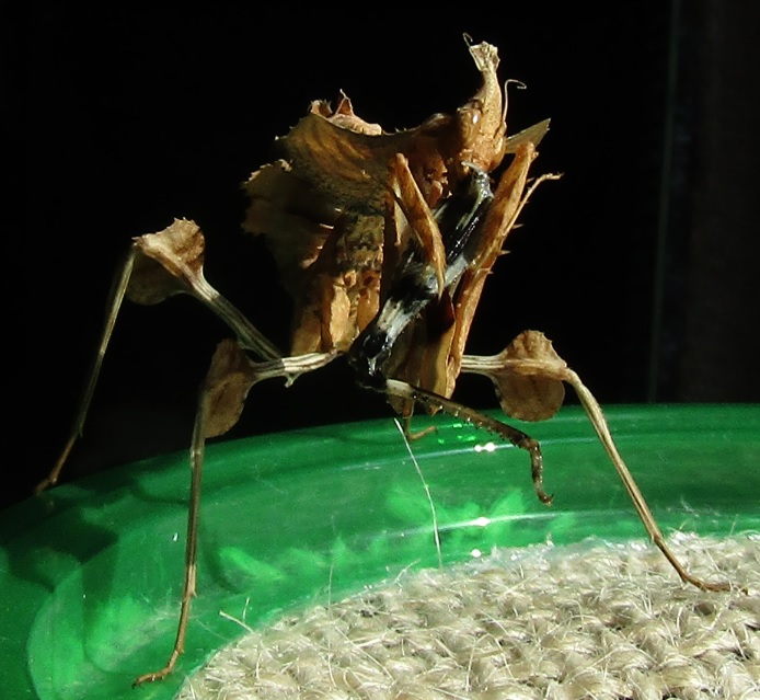 l5_female_idolomantis_diabolica__baline__by_alexandersmantids-d90s59e.jpg