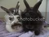 Bunnypictures-Leanne501.jpg