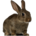www.raising-rabbits.com