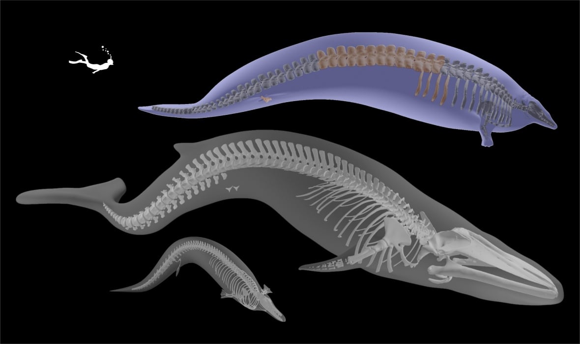 perucetus-colossus-size-comparison.jpg