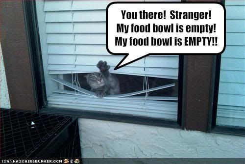 funny-pictures-strange-cat-wants-yo.jpg