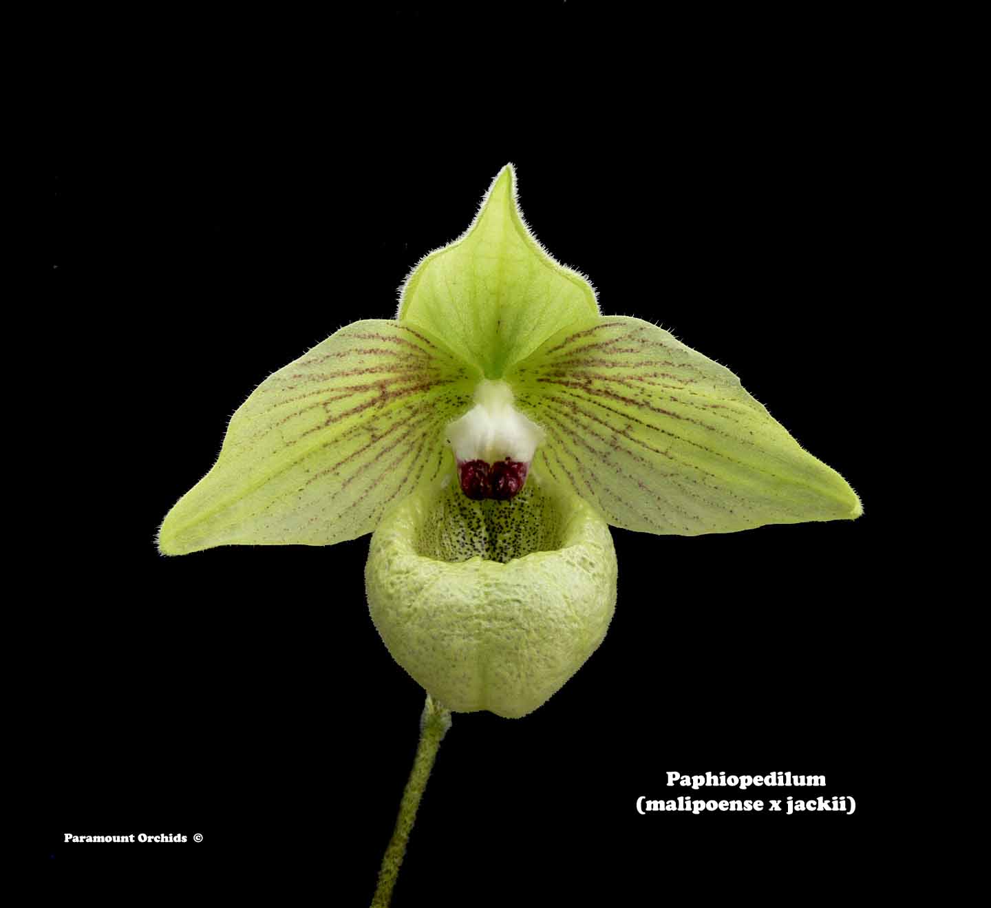 Paph%20(malipoense%20x%20jackii)1.jpg