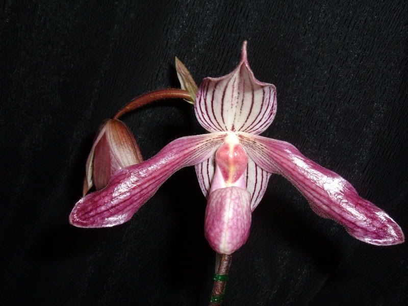 OrchidPictures005.jpg