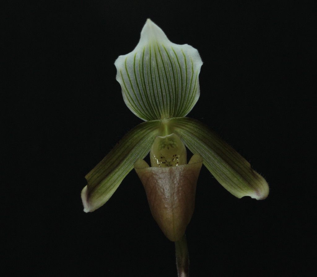 Paph%20callosum%20v.%20potentianum2_zpszevgk9o9.jpg