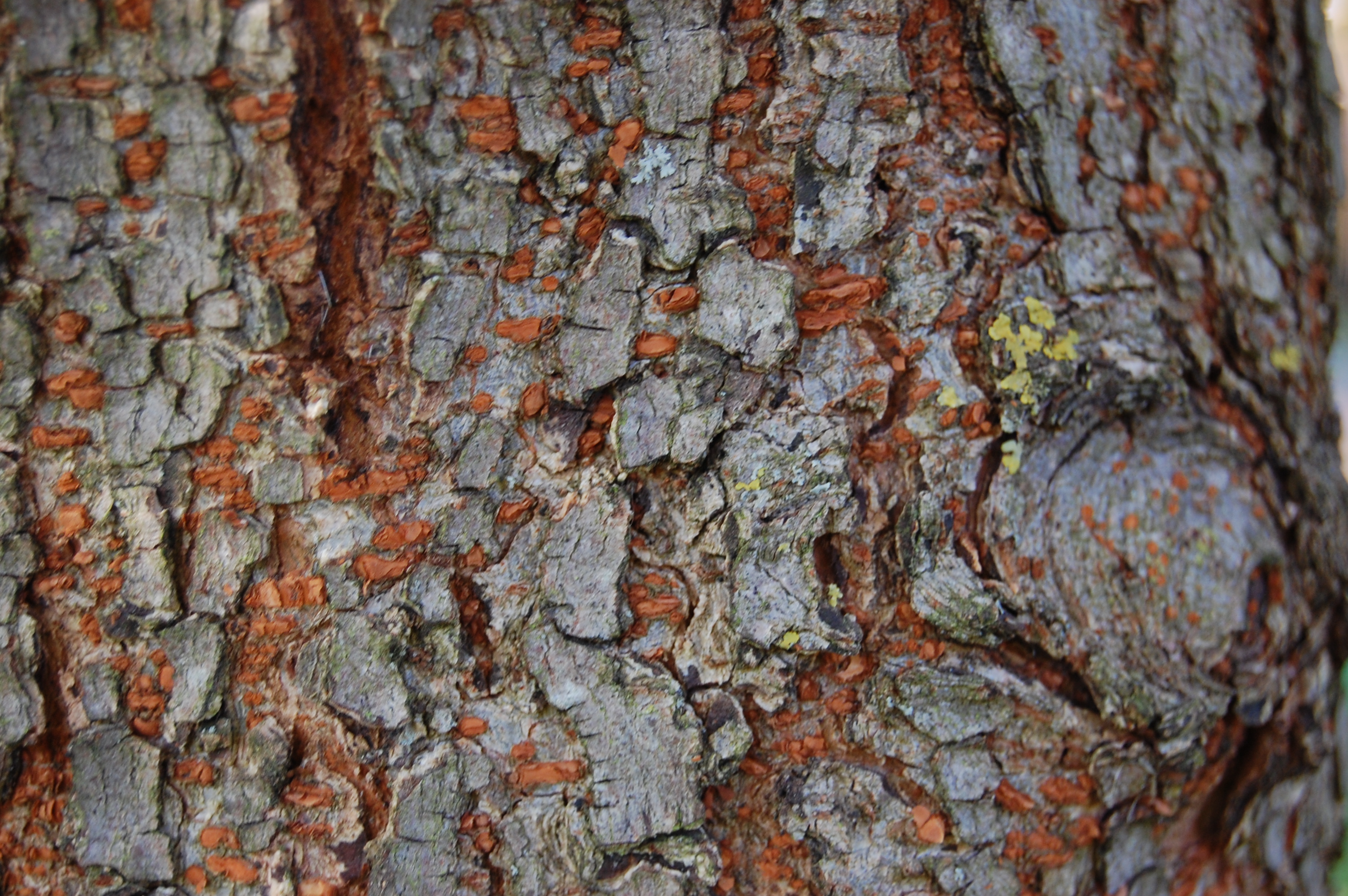 ulmus-parvifolia-bark.jpg